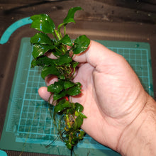 Load image into Gallery viewer, Anubias - Nana Petite Large portions