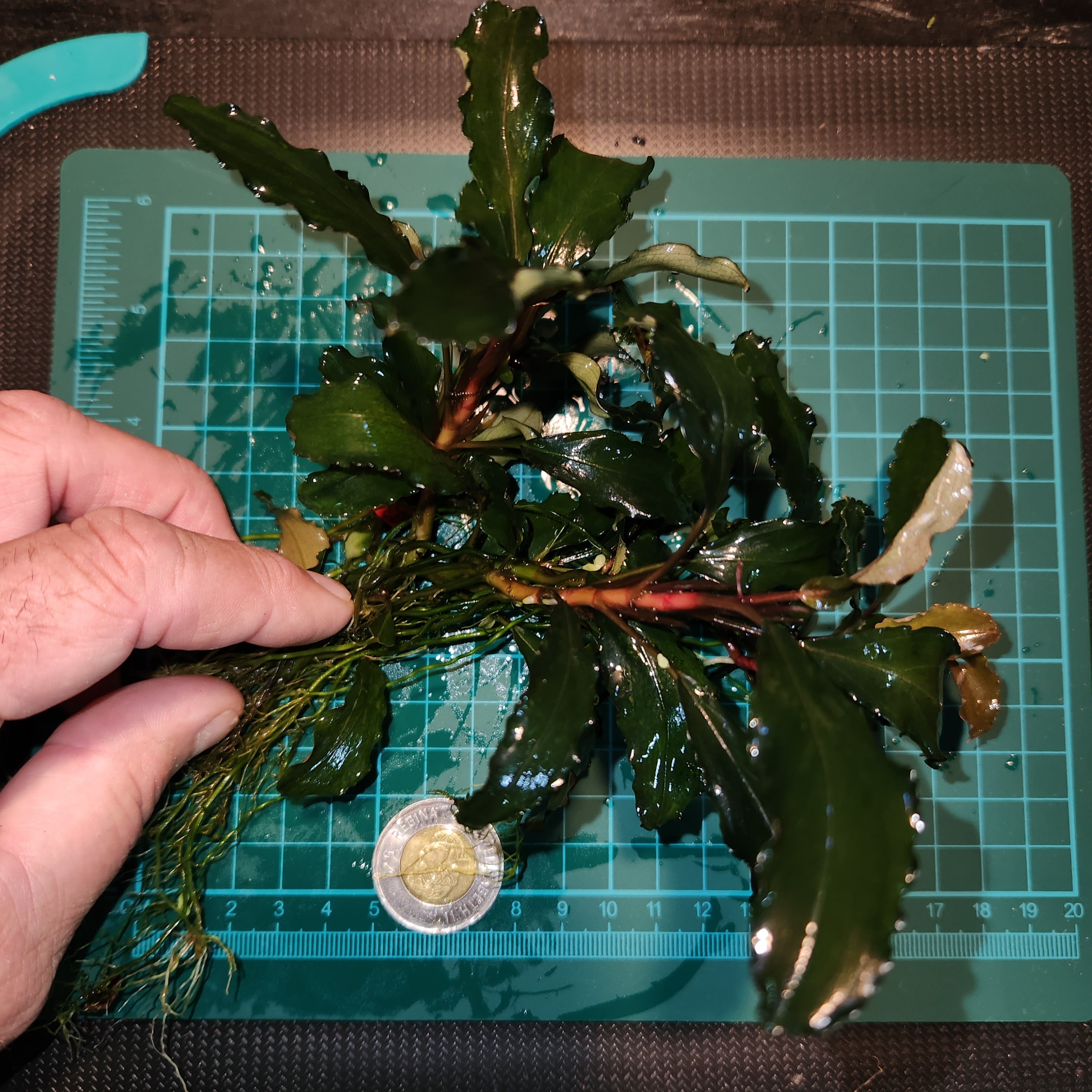 水草 BUCEPHALANDRA Wave Festival Bucephalandra Green Wavy Aquarium Plant — Buce Plant