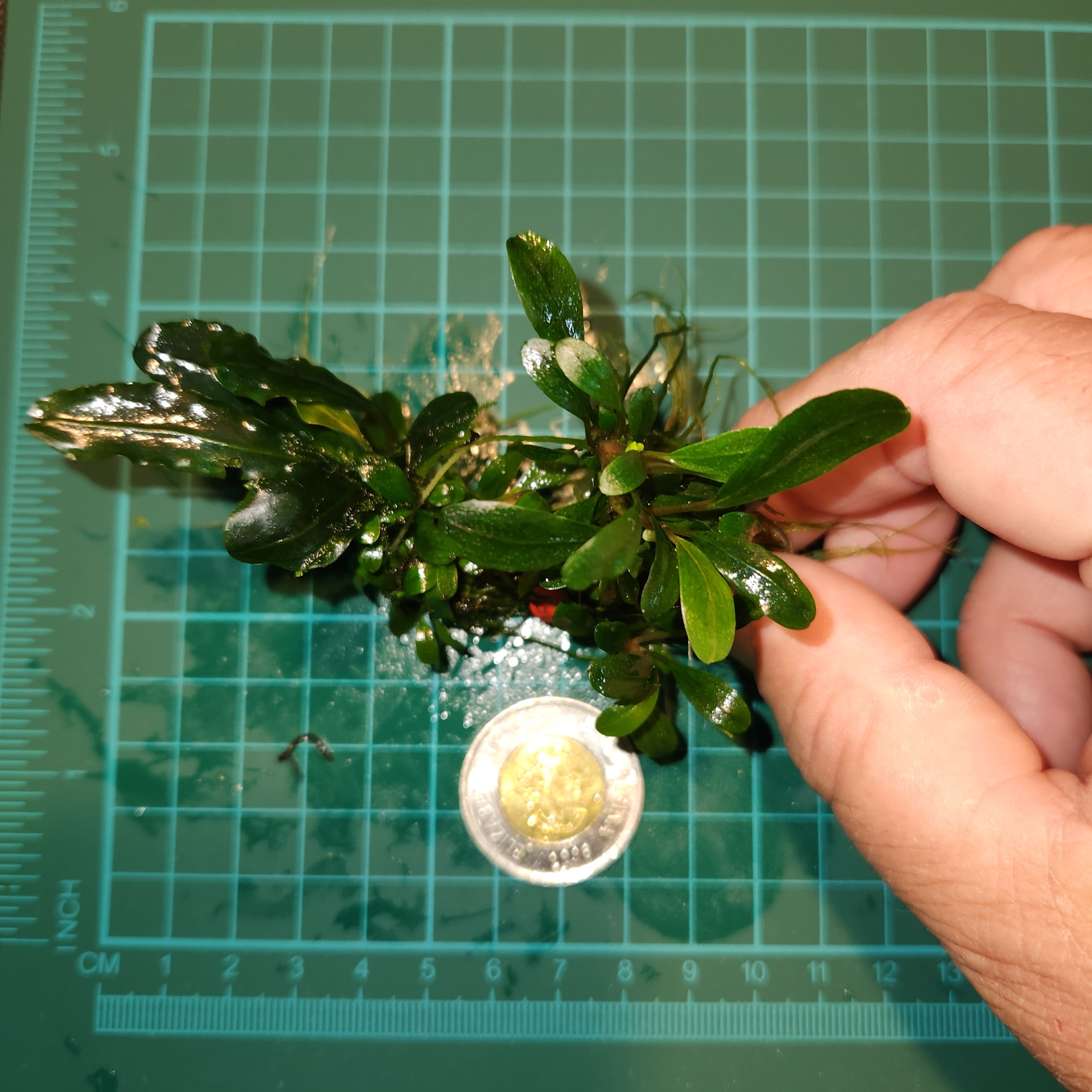 Bucephalandra - Apple Leaf portions – Nicks Aquatics