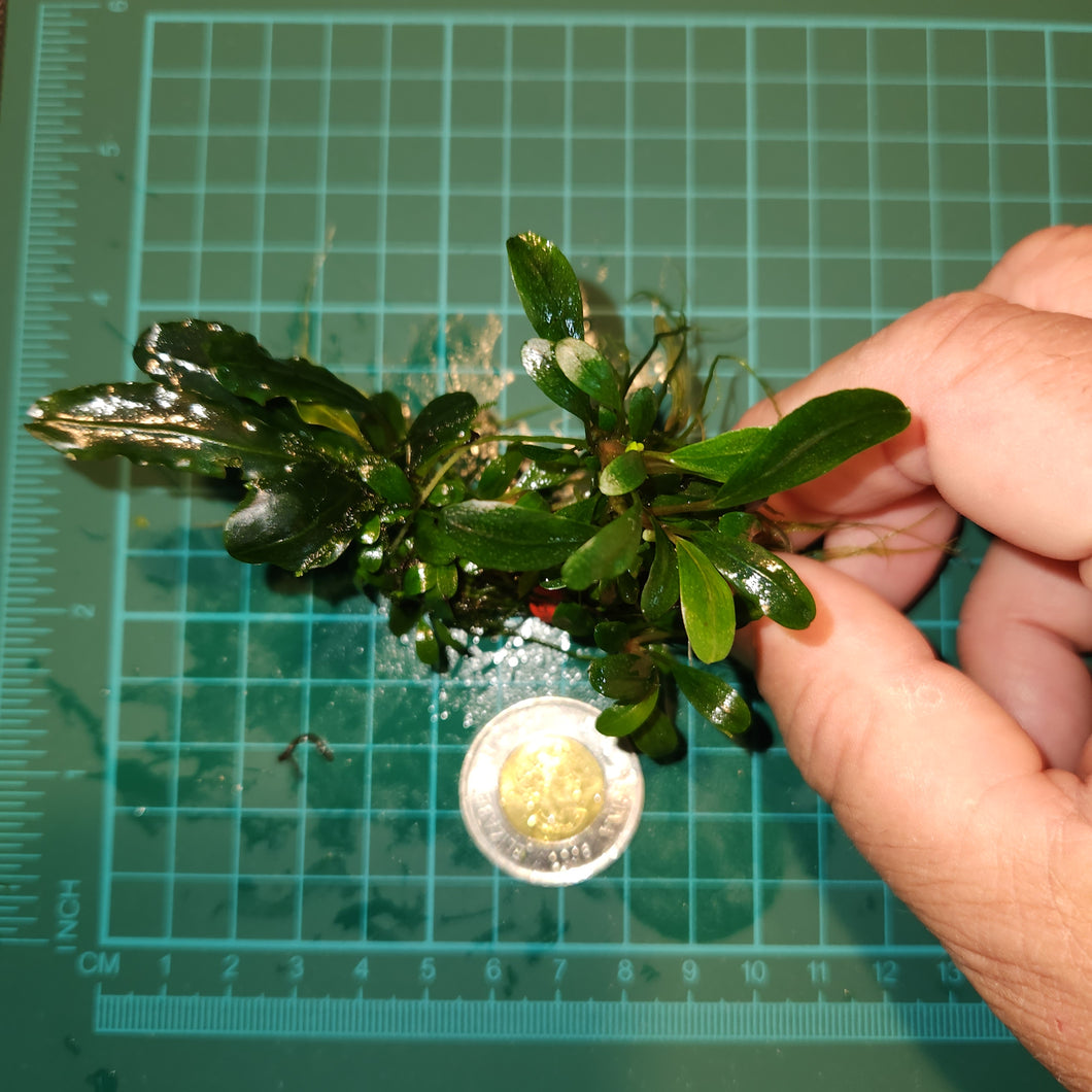 Bucephalandra - Apple Leaf portions