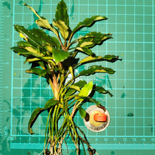 Load image into Gallery viewer, Bucephalandra - Apple Leaf portions