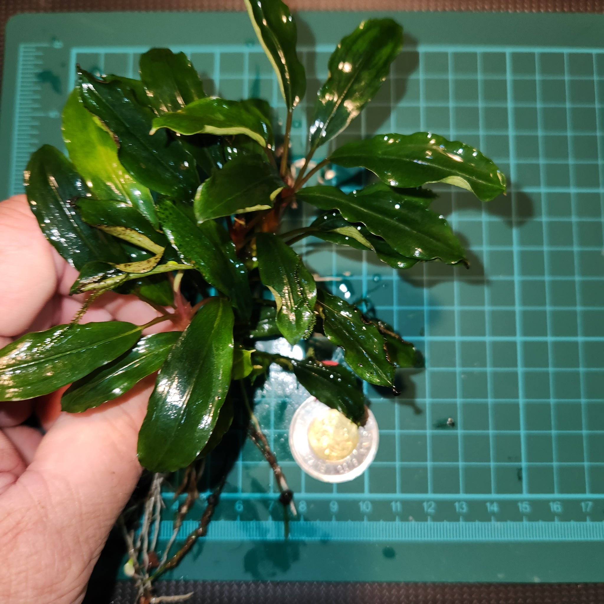 Bucephalandra - Apple Leaf portions – Nicks Aquatics