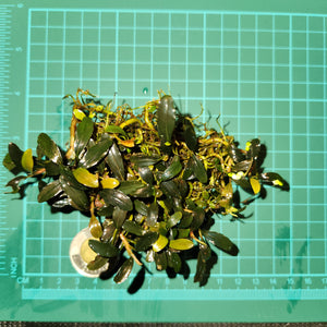 Bucephalandra - Dark Venus