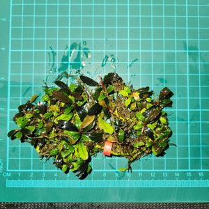 Bucephalandra - Lana Melano
