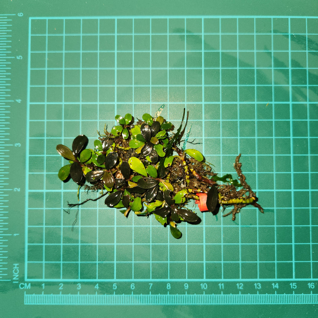 Bucephalandra - Lana Melano