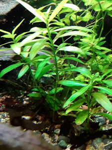 Hygro Polysperma