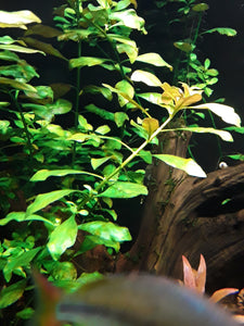 Ludwigia repens