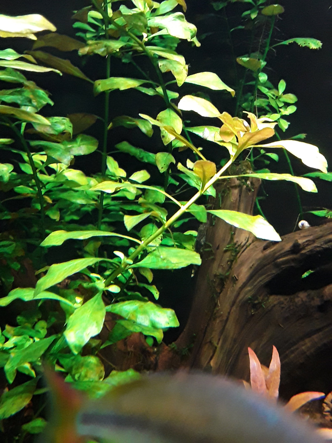 Ludwigia repens