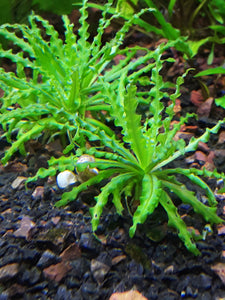 Pogostemon Helferi
