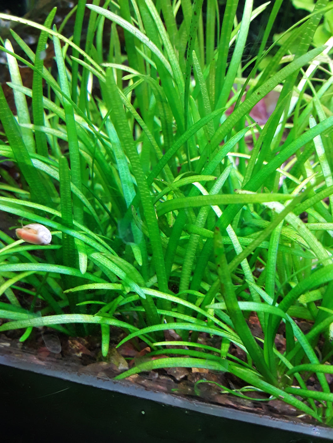 Dwarf Sag
