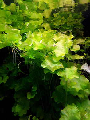 Nymphoides Hydropyila Taiwan