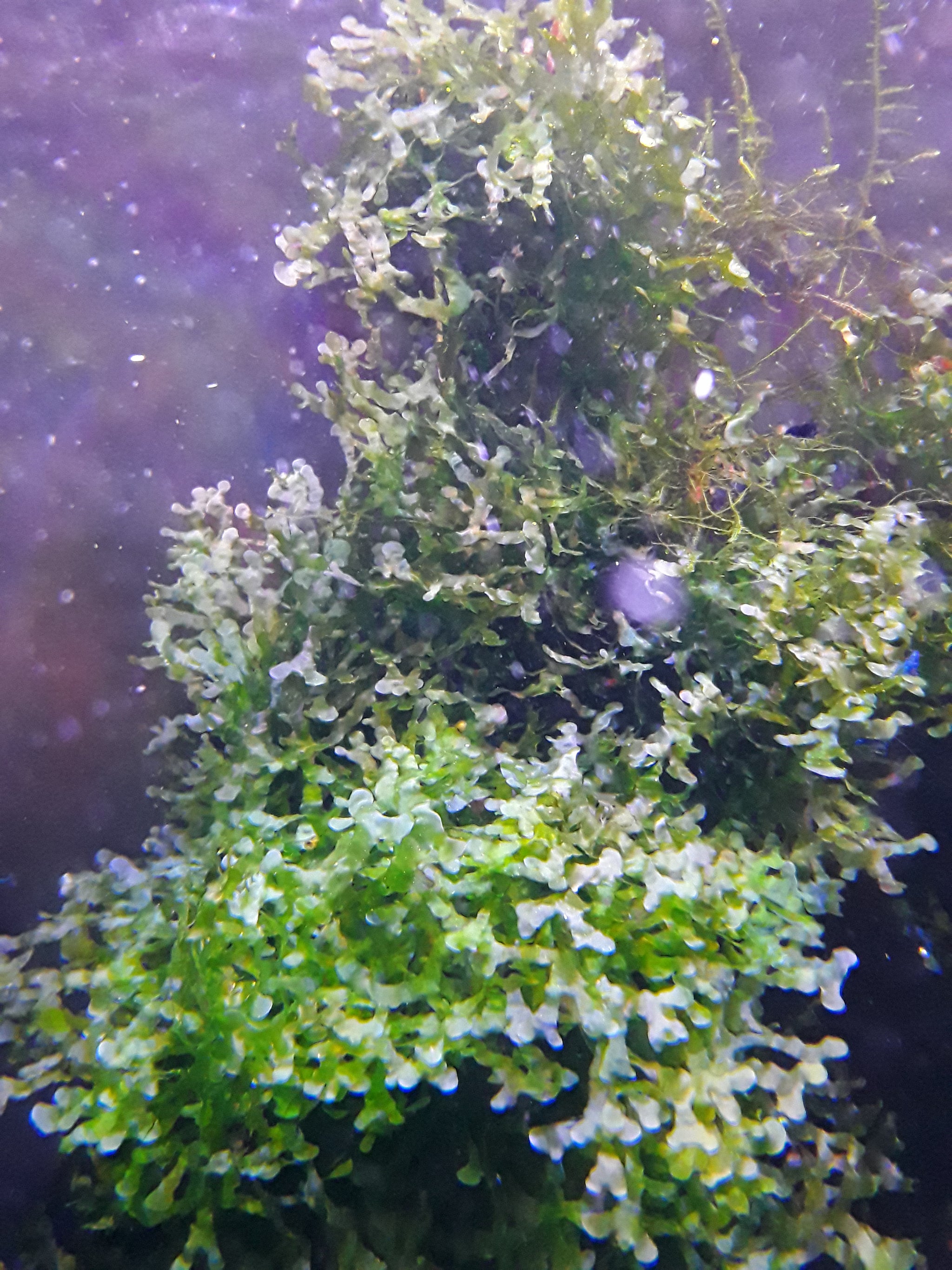 Susswassertang – Nicks Aquatics