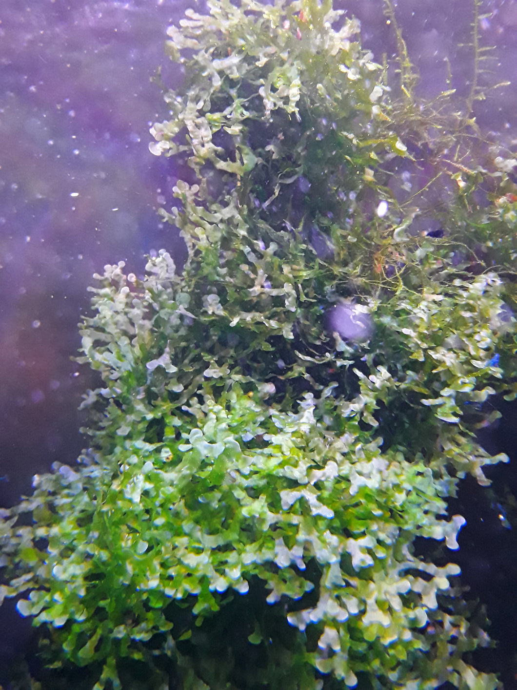 Susswassertang